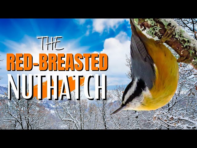 The Red-breasted Nuthatch | Adorable, Fun and Vocal