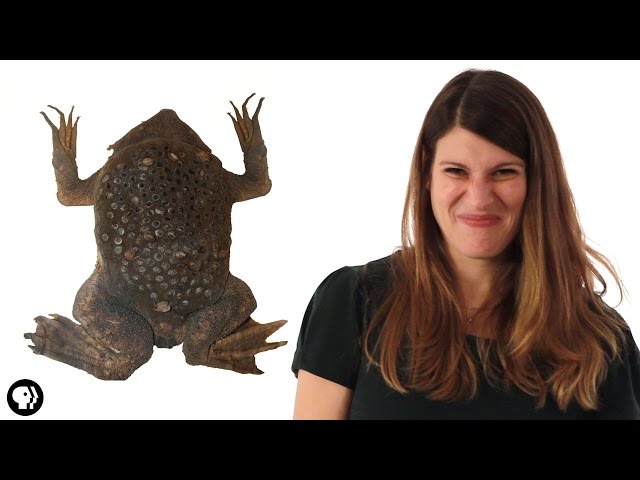 These Baby Toads Burst Out Of Their Mom's Back