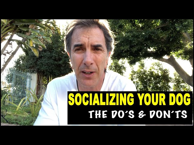 Socializing Your Dog - the do's and don't - Robert Cabral Dog Training Video