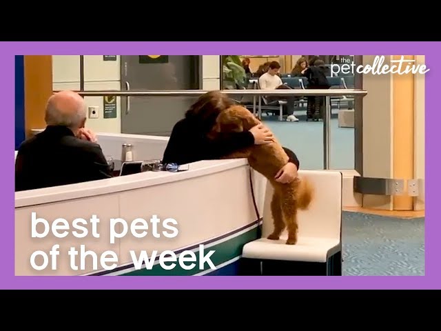 Dog Hugs Owner at Airport | Best Pets of the Week
