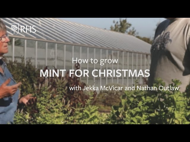 How to grow mint for Christmas with Jekka McVicar and Nathan Outlaw | Grow at Home | RHS