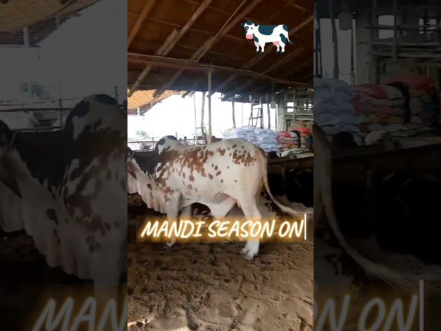 MANDI SEASON ON🤩😍 #cow #bull #cowmandi #cowlover #cowfarm 🐄