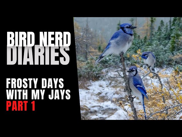 Frosty Days With My Birds (Part 1 of 2) | Bird Nerd Diaries