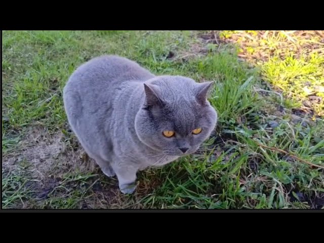 Cat or Cow? British Shorthair Cat Eating Grass | Chat ou Vache? Chat Britannique Mange de l'Herbe