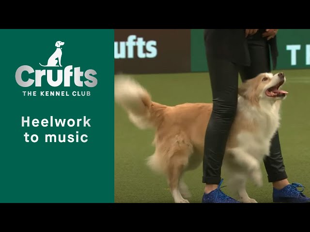 Heelwork To Music - Freestyle International Competition Part 3 | Crufts 2023