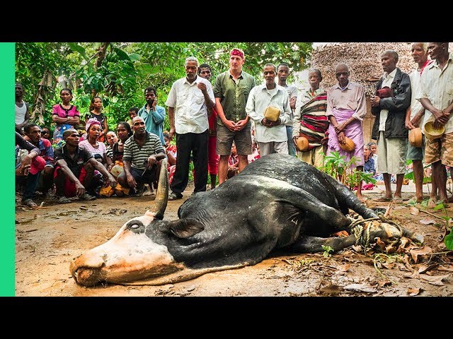 African Cow Feeds ENTIRE Village!!! Rare Tradition in Madagascar!!