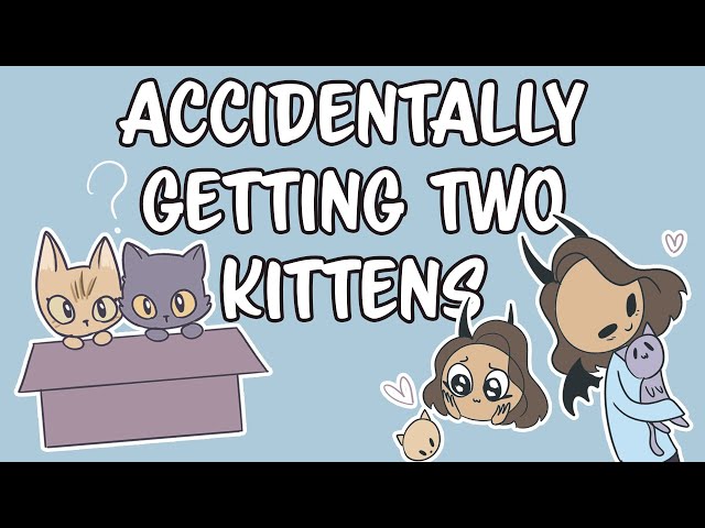 Accidentally Getting Two Kittens