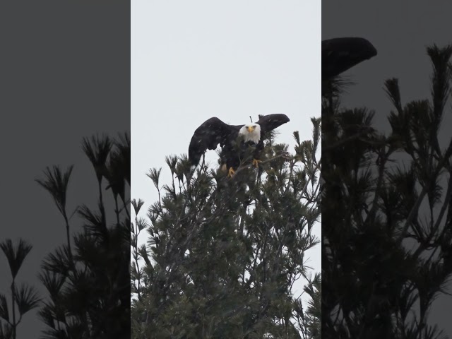 Eagle hovering over a carcass in a snowstorm #baldeagle #wildlifewonders #shorts