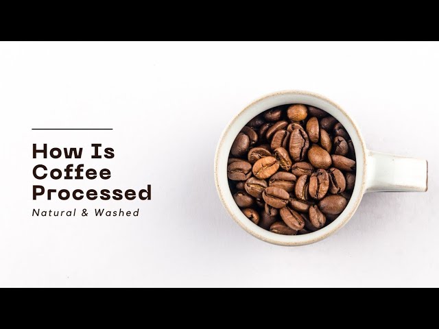 How is coffee processed? Natural & Washed