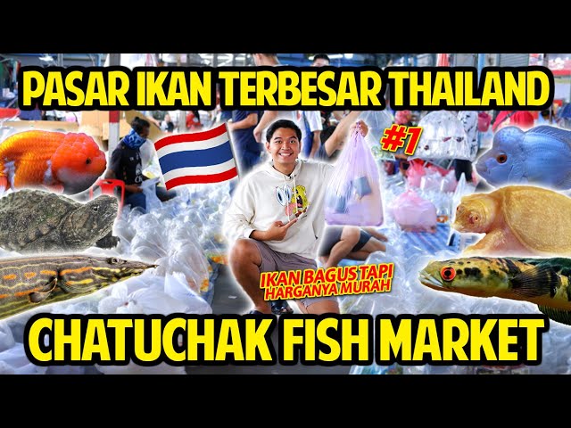 GAK NYANGKA HARGANYA SEMURAH INI! GREBEK PASAR IKAN TERBESAR DI THAILAND! CHATUCHAK FISH MARKET!