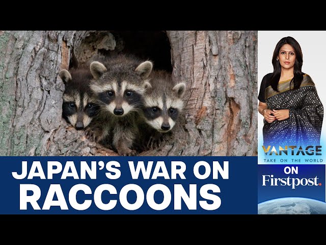 Anime Series Leads to Raccoon Crisis in Japan | Vantage with Palki Sharma