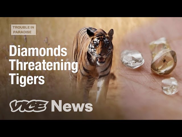 Is Illegal Diamond Mining Threatening an Indian Tiger Reserve? | Trouble in Paradise