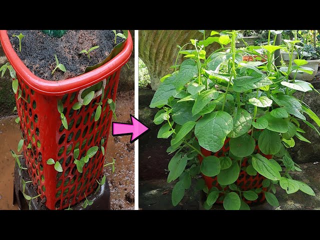 Growing Vegetables In Mom's Old Clothes Basket, Grow Malabar Spinach