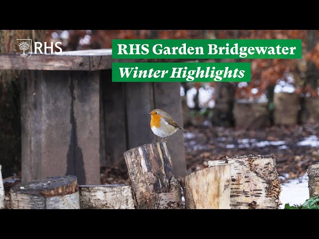 Winter Horticultural Highlights: Cornus, Snowdrops, Daffodils | The RHS