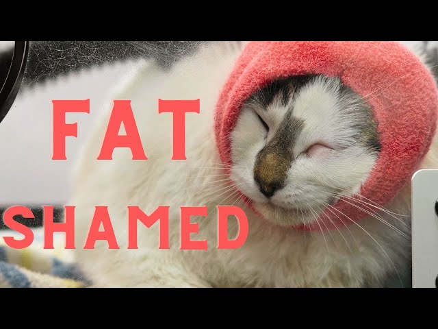Owners asked me to FAT SHAME their cat