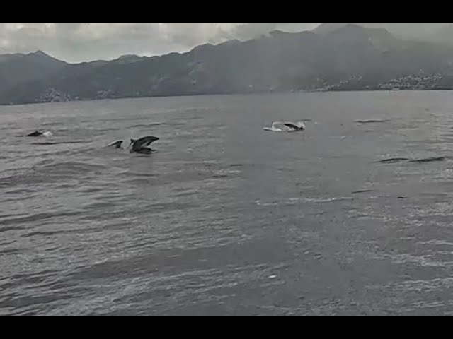 Huge Pod of Fraser's Dolphins and Melon headed Whales 4K Video