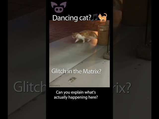 Dancing Cat Glitch? 🎵🐈 #Shorts