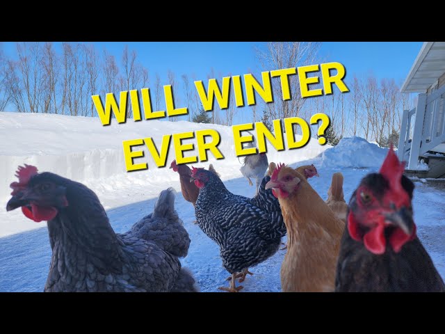 Were Done with Winter!...AND...More Chickens?