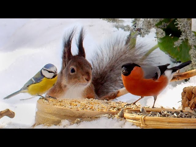 🐶😽 Little Birds Bonanza and a Squirrel with Ear Tufts😽 10 hours Cat & Dog TV 4K UHD