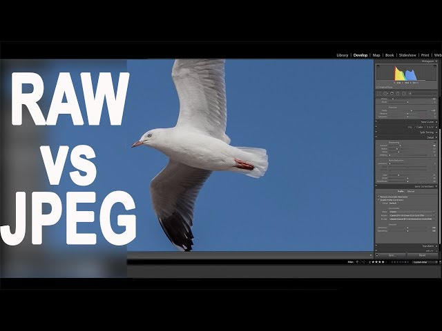 RAW vs JPEG Which is the best for you - advantages and disadvantages