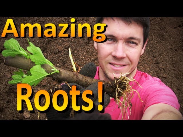 Wow!  These Fig Cuttings Rooted Without Any Help | Easy Fig Propagation Method