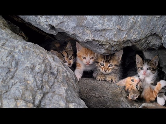 Poor Kittens hiding under rocks to avoid harm.