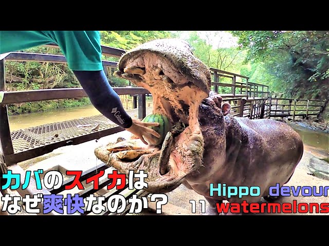 Hippo devour 11 watermelons ASMR