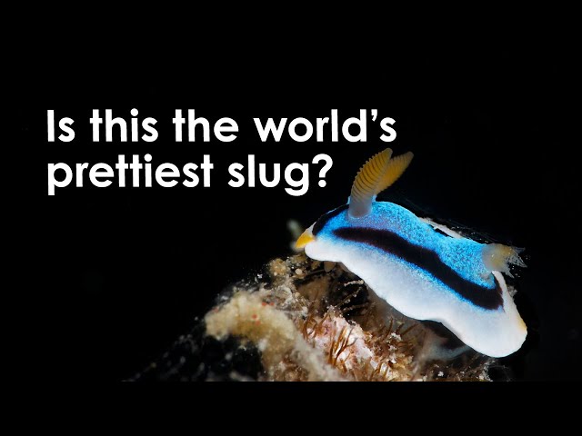 Nudibranch, The World's Prettiest Slugs - Meet the Locals [Great Barrier Reef]