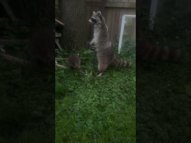 Friendly raccoon family coming out for a snack, Rowgan helps give them bread. #cute #animals #baby