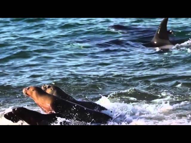 Orcas en Península de Valdés
