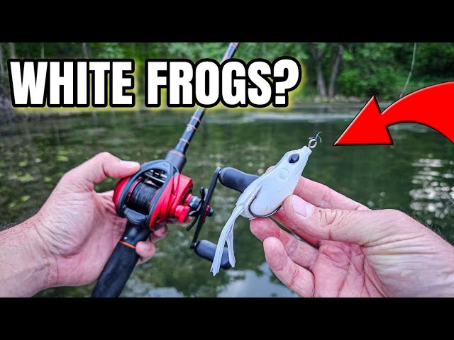 Early Summer Frog Fishing (Shallow Bass Fishing)