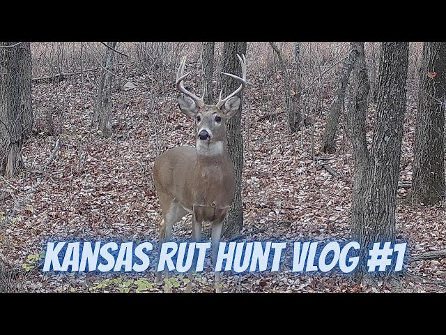 Kansas Rut Deer Hunt VLOG 1 | Plenty of bucks