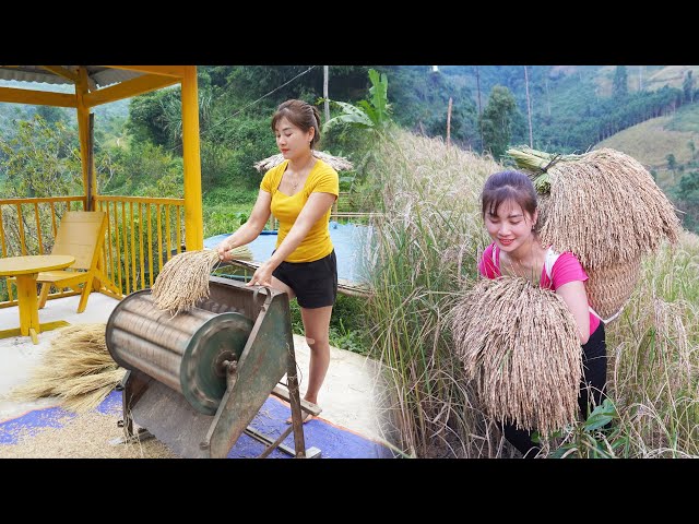 Harvesting Upland Rice - Processing upland rice to cook sticky rice - My Bushcraft / Nhất