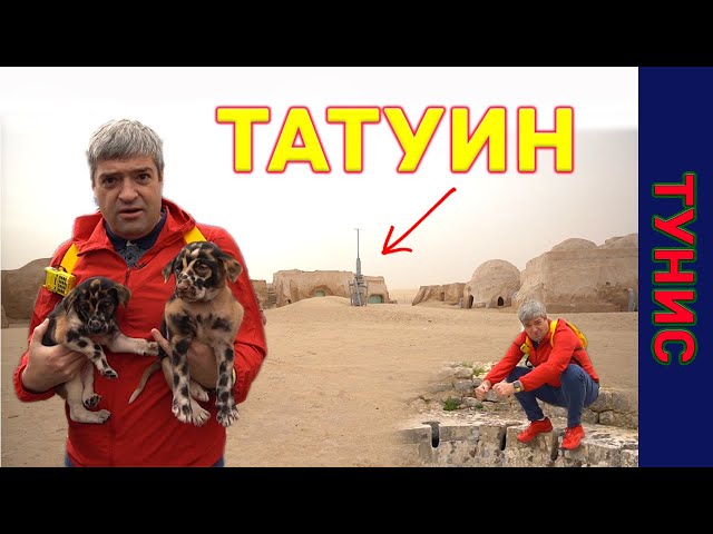 Планета Татуин. Декорации к Звездным войнам. Собака-леопард. Как разводят туристов в Тунисе