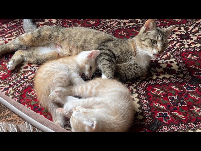 The kitten approaching the mum ￼ cat to play with him was so cute. 3 cute kittens play fighting mum#