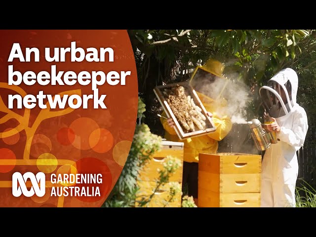 How urban beekeeping network Honeyfingers is showcasing the importance of bees | Gardening Australia