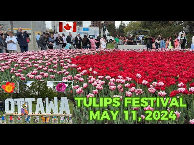 TULIPS FESTIVAL OTTAWA 2024. IT'S GOING TO BE BLOOMING FANTASTIC. FIELDS OF VIBRANT TULIPS.... 4K/HD