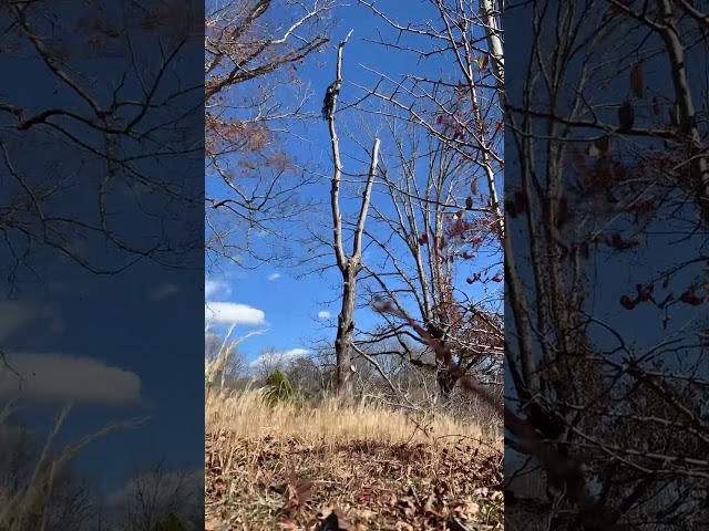 Time Lapse of a Maple Disassembly: Branch by Branch