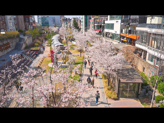 [4K HDR] Seoul Cherry Blossoms 2022 Gyeongui Line Forest Park South Korea