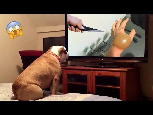 The Funniest Dog Reactions Ever | Funny Pets Videos Compilation