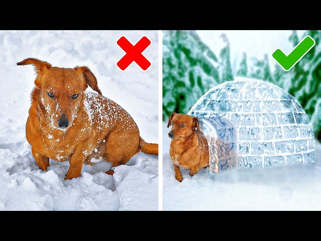 COOL DIYS and HACKS for SMART PET OWNERS