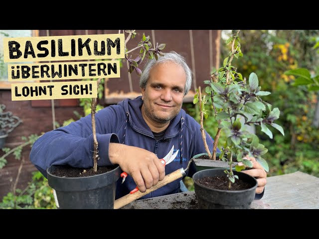 Basilikum überwintern - so rettest du deine Basilikum aus dem Garten ins Haus - Basilikumbäumchen