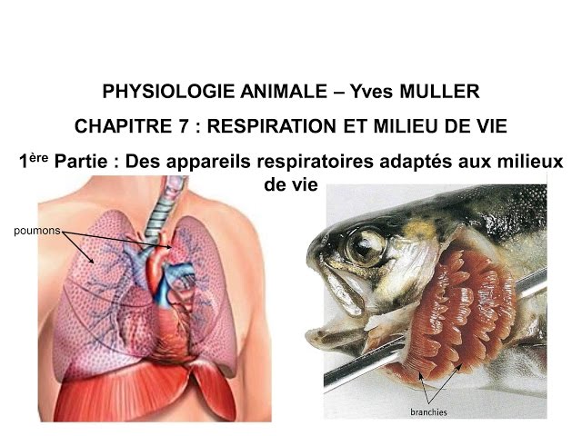Chapitre 7-1 Des appareils respiratoires adaptés au milieu de vie des animaux