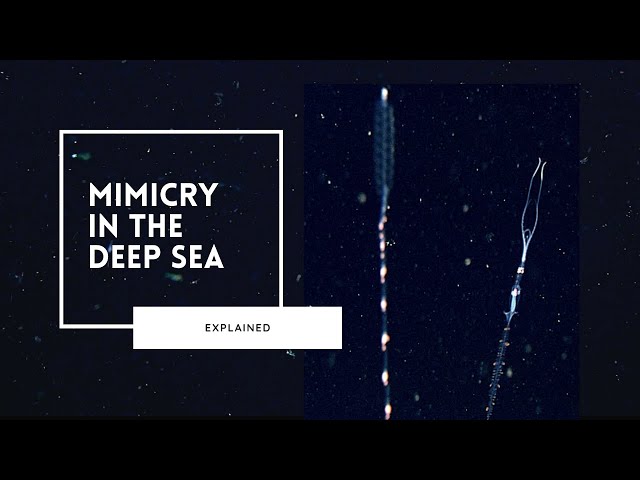 The Mesmerising World of Deep Sea Mimicry