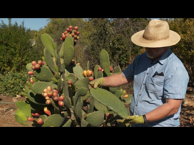 Prickly Pear Harvesting with Christof Bernau