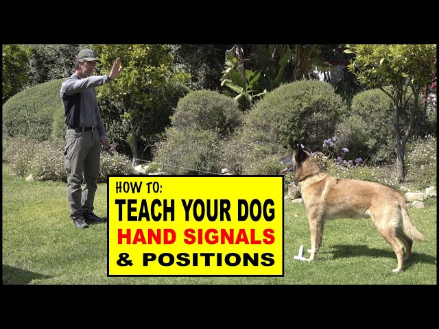 How to Teach Hand Signals and Positions to Your Dog - Dog Training Video