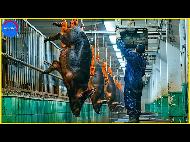 Tecnología Moderna Impresionante En La Cría De Cerdos   Procesamiento En Fábrica