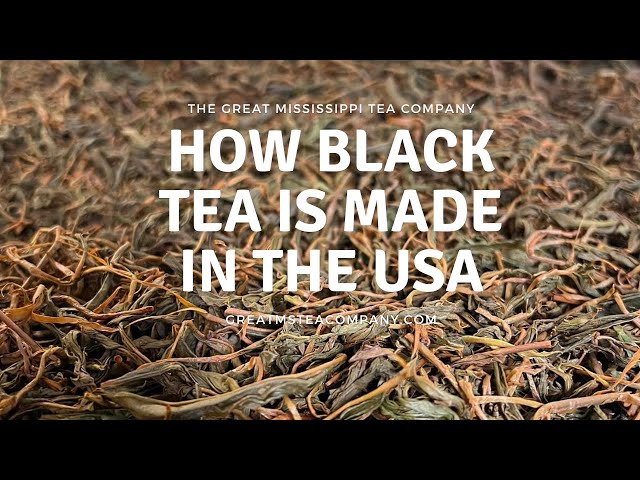 How Black Tea is made and processed in the USA