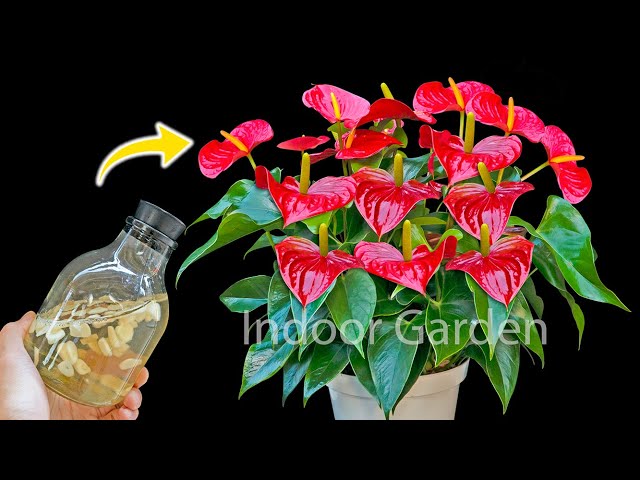 🌺 Miraculously, just a bottle of water makes anthuriums bloom like crazy