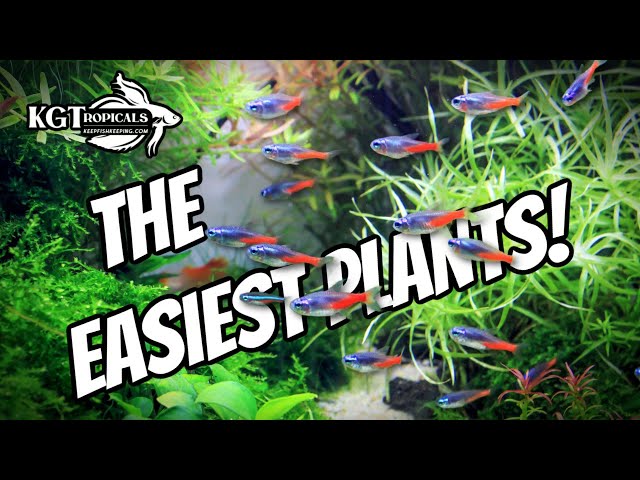 Don't Buy Aquarium Plants Without Watching This FIRST! The Easiest Plants In The Hobby!